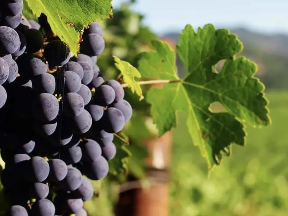 La amilasa ayuda a transformar carbohidratos complejos.