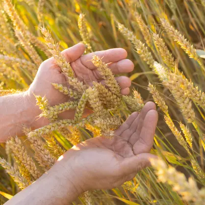 Actuación de las porteasas en alimentos sin gluten