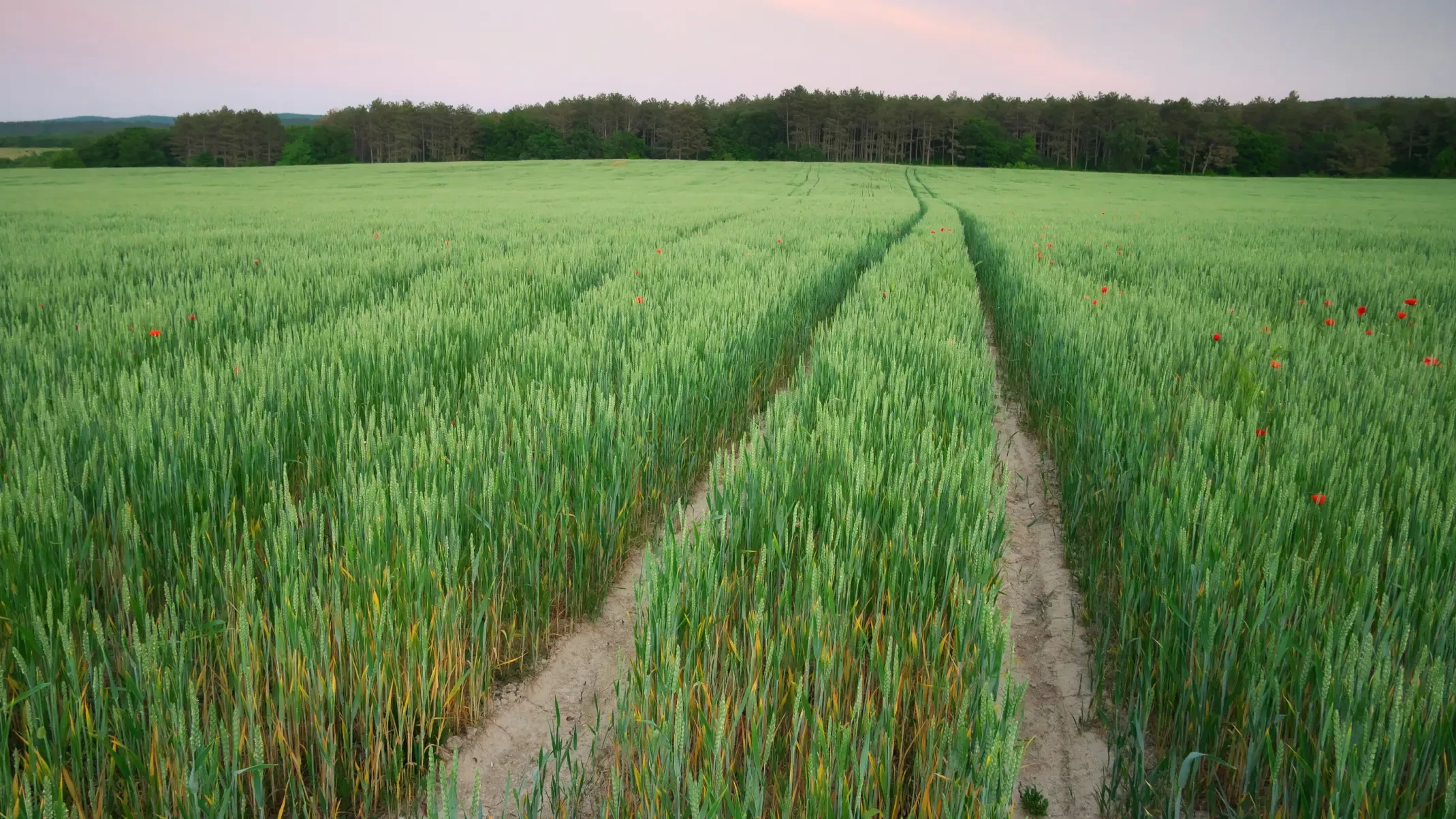 Descomposición de proteínas de las protestasas