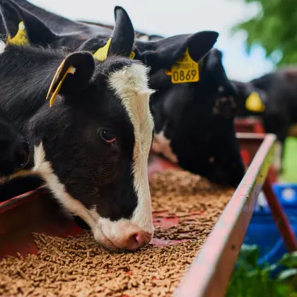 Reduce digestibilidad y mejora absorci&oacute;n de nutrientes