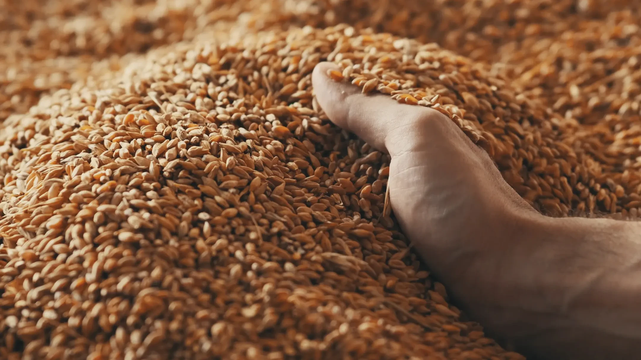 Cataliza la hidlolisis de los enlaces glucos&iacute;dicos