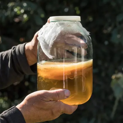 Utilizaci&oacute;n de glucoamilasa en bebidas como Kombuchas y fermentados de arroz