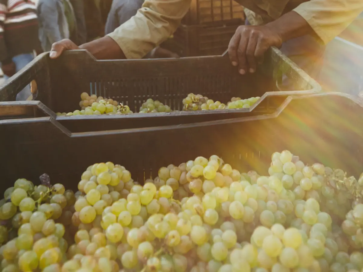Pectinasas en la industria de jugos y vinos