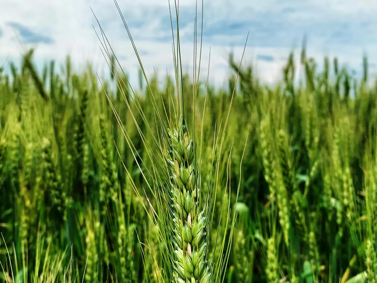 Solucions sostenibles i reducci&oacute; de consum i de desaprofitaments